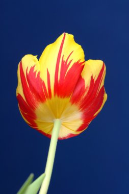 Tulpe