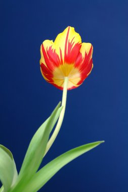 Tulpe