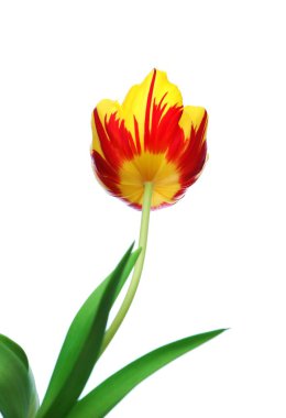 Tulpe