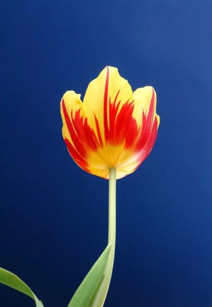 Tulpe — Zdjęcie stockowe