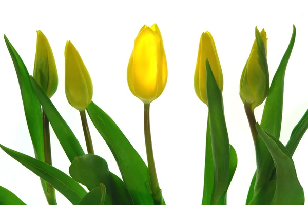 Tulpen. —  Fotos de Stock