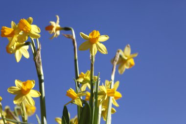 Frühlingserwachen