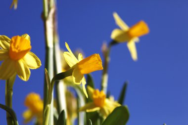 Frühlingserwachen