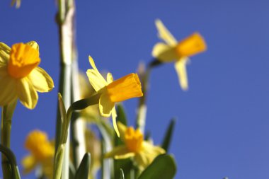 Frühlingserwachen