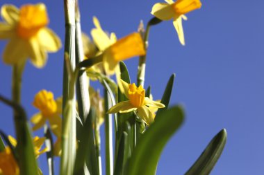 Frühlingserwachen