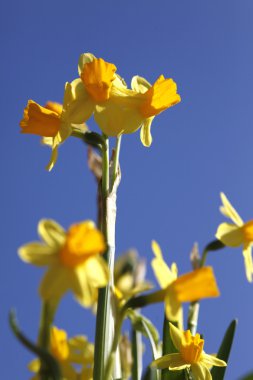 Frühlingserwachen