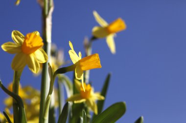 Frühlingserwachen