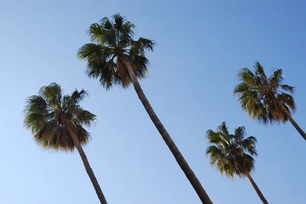 stock image Four palms