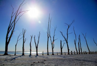 Salt Trees clipart