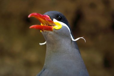 Beautiful Inca Tern clipart