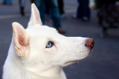 mavi gözlü beyaz husky