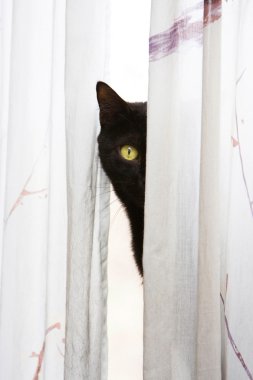 Peeking cat clipart