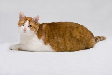 Cute fat cat clipart