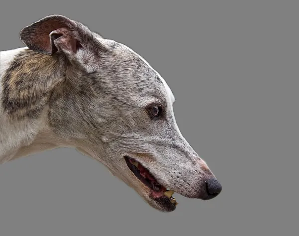 Greyhound huvud — Stockfoto