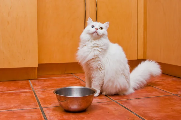 Kot czeka na jedzenie — Zdjęcie stockowe