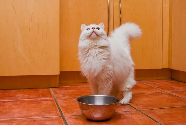 Biały kot czeka na jedzenie. — Zdjęcie stockowe
