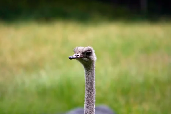 stock image Cute Ostrich face