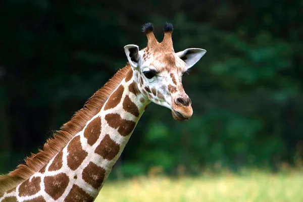 Stock image Cute Giraffe face