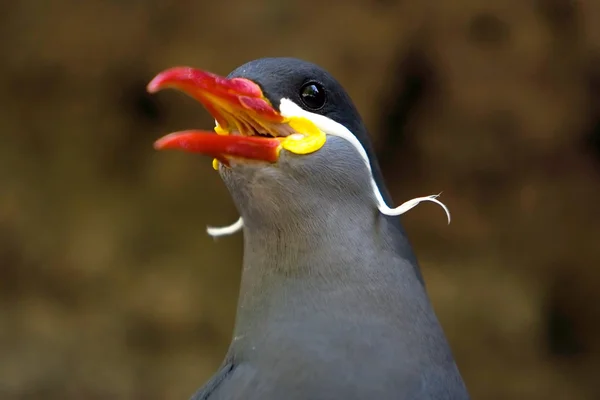 stock image Beautiful Inca Tern