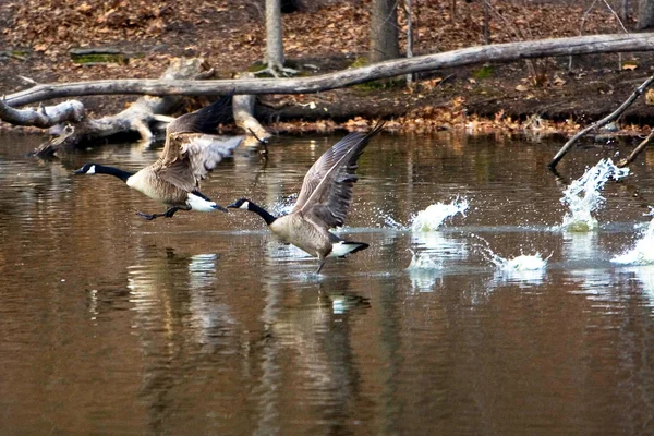 Geese Take-Off — Stock Photo, Image