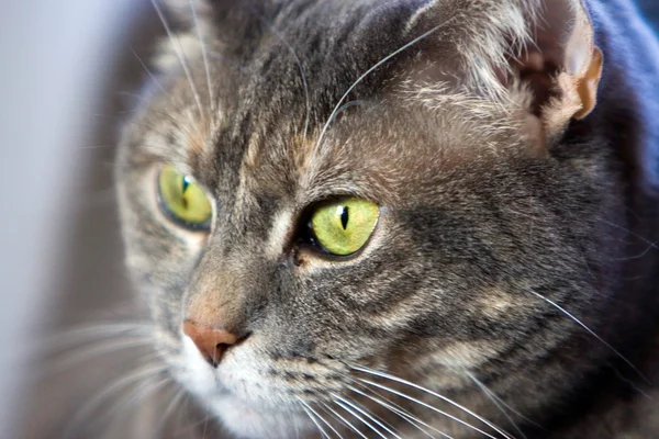 Кошачий зелёный глаз — стоковое фото