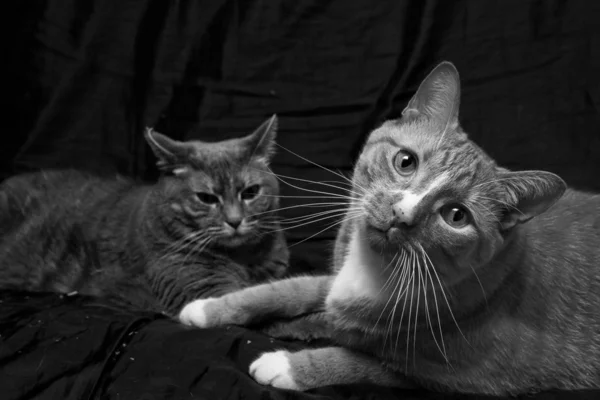 Gatos curiosos — Fotografia de Stock
