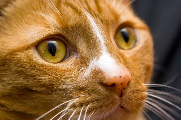 Kedi gözü — Stok fotoğraf