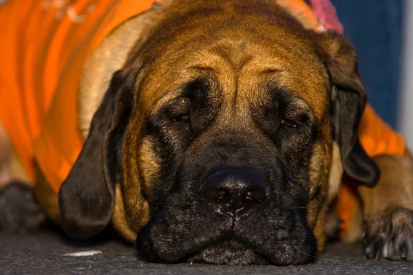 stock image English Mastiff