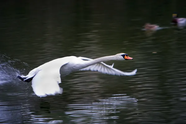 Cisne volador — Foto de Stock