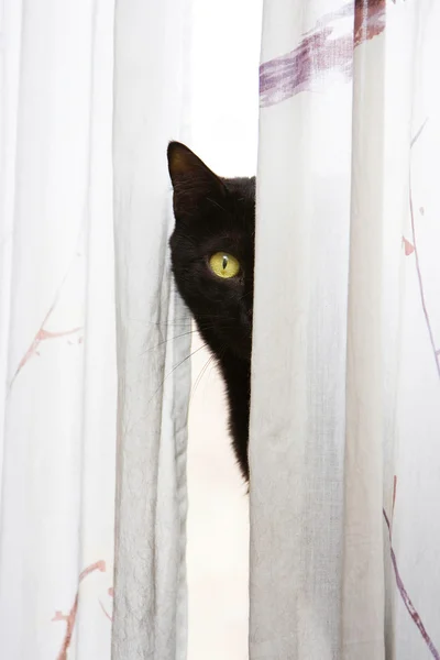 Peeking cat — Stock Photo, Image