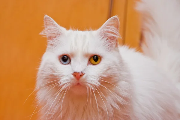 Білий кіт білого кольору очей — стокове фото