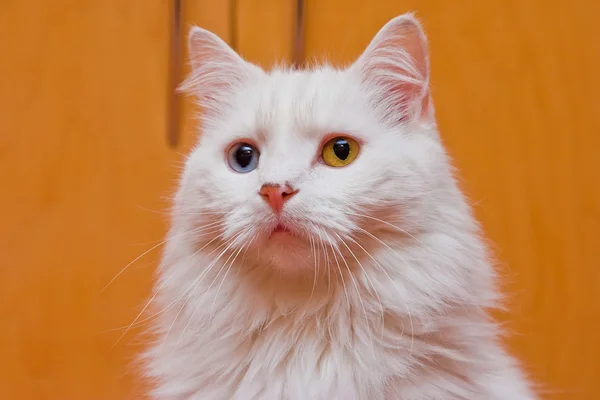Két színű szem fehér macska — Stock Fotó