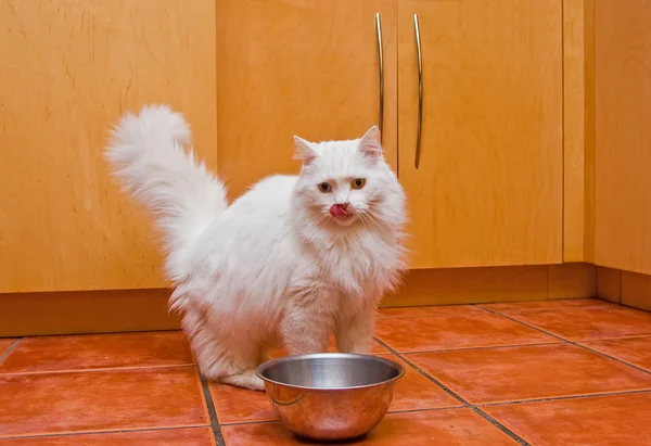Weiße Katze frisst — Stockfoto