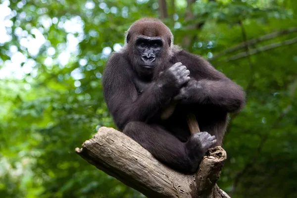 Gorilla in a tree — Stock Photo, Image