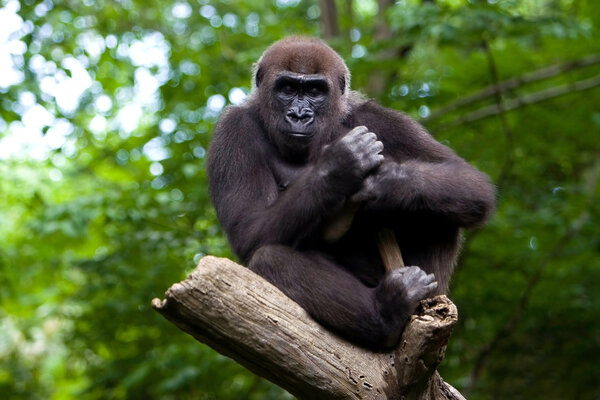 Gorilla in a tree