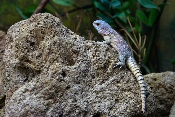 stock image Lizzard on rock