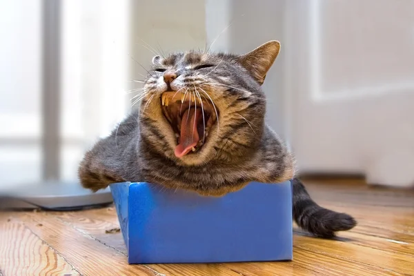 Chat dans la boîte — Photo