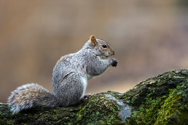 Squirrel eating — Stock Photo, Image