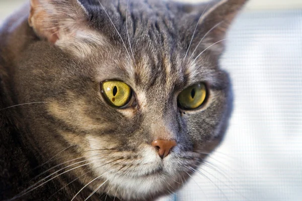 Kedinin gözü yeşil — Stok fotoğraf