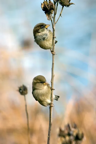Dva vrabci — Stock fotografie