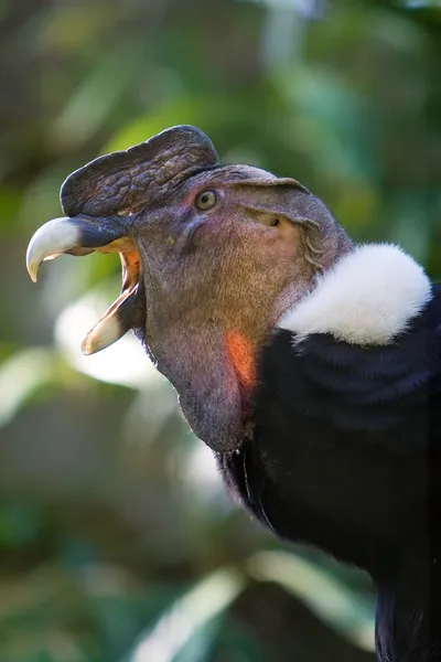 Stock image Andean Condor