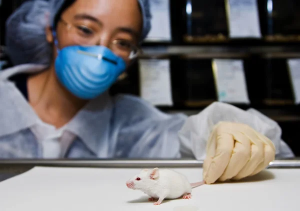 Científico con ratón blanco — Foto de Stock