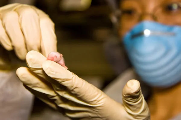 Cientista com rato bebé — Fotografia de Stock