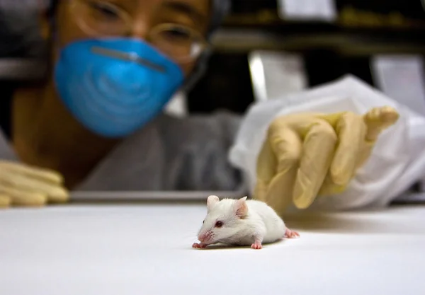 Вчений з білою мишкою — стокове фото