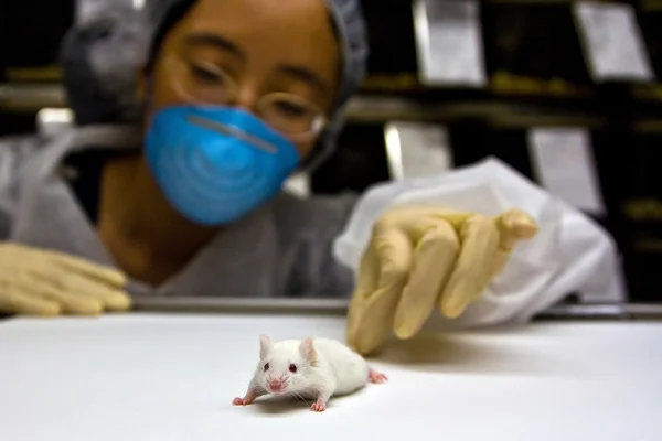 stock image Scientist with white mouse