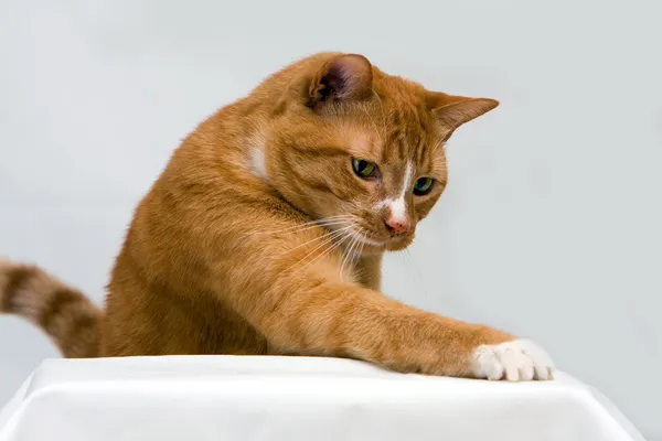 Neugierige Katze — Stockfoto