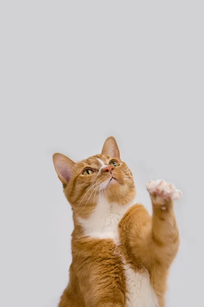 Roztomilá kočka — Stock fotografie