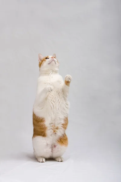 서 있는 고양이 — 스톡 사진