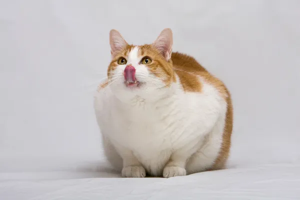 Лижущий нос кот — стоковое фото