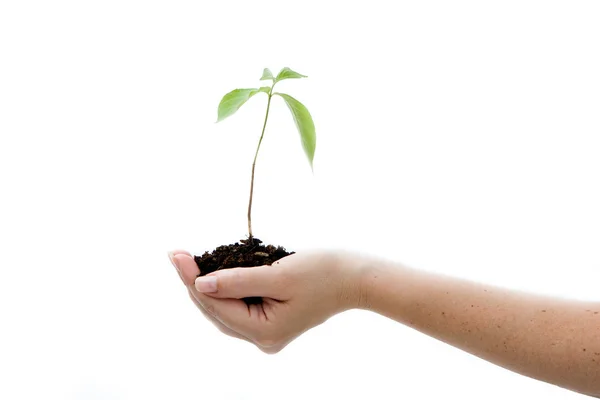 Planta na mão — Fotografia de Stock